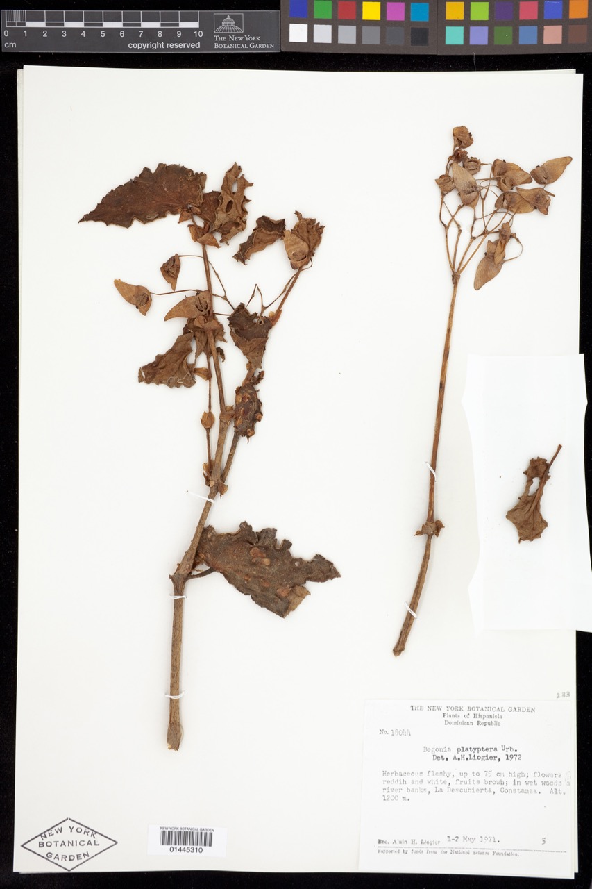 B. platyptera